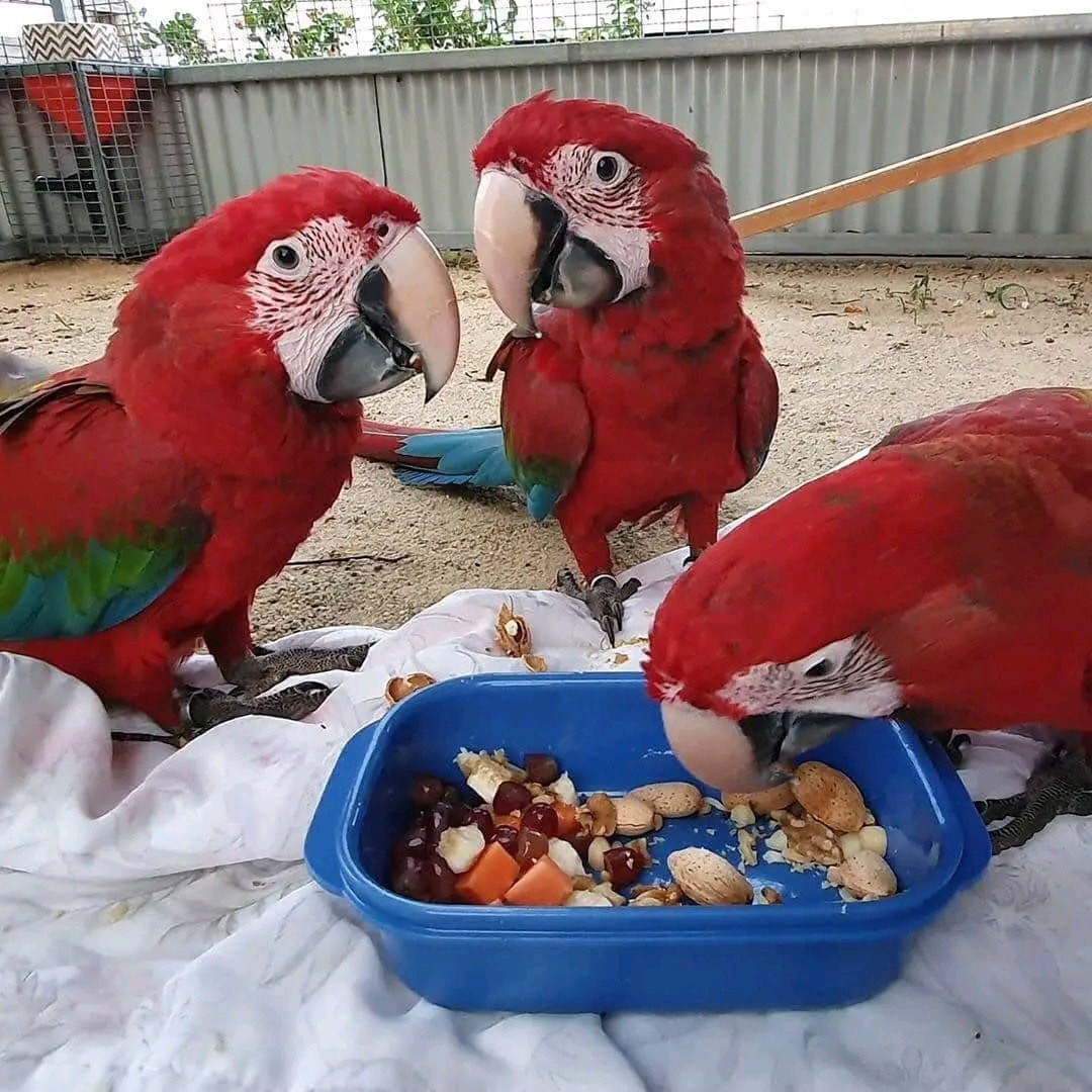 Macaw Parrot